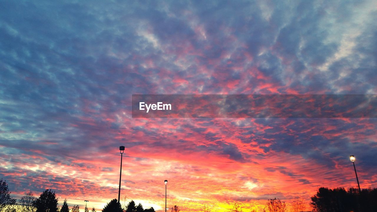 SILHOUETTE OF TREES AT SUNSET