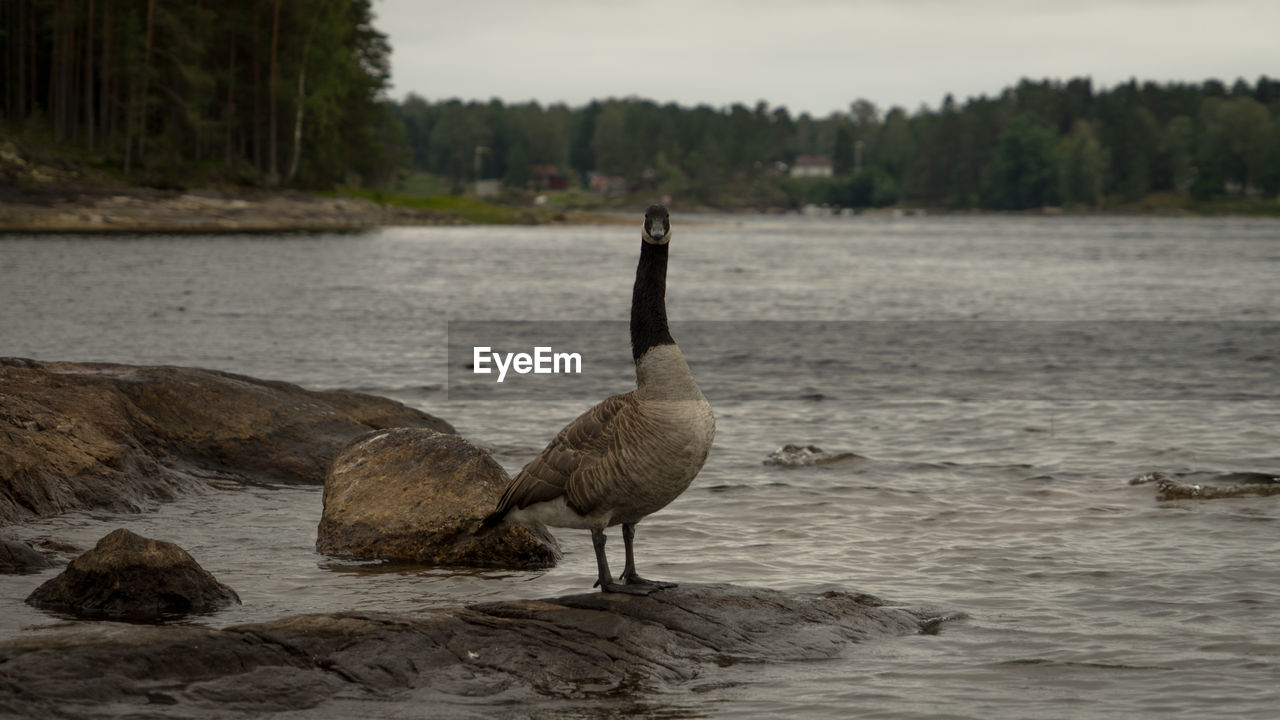 BIRDS ON ROCK IN LAKE