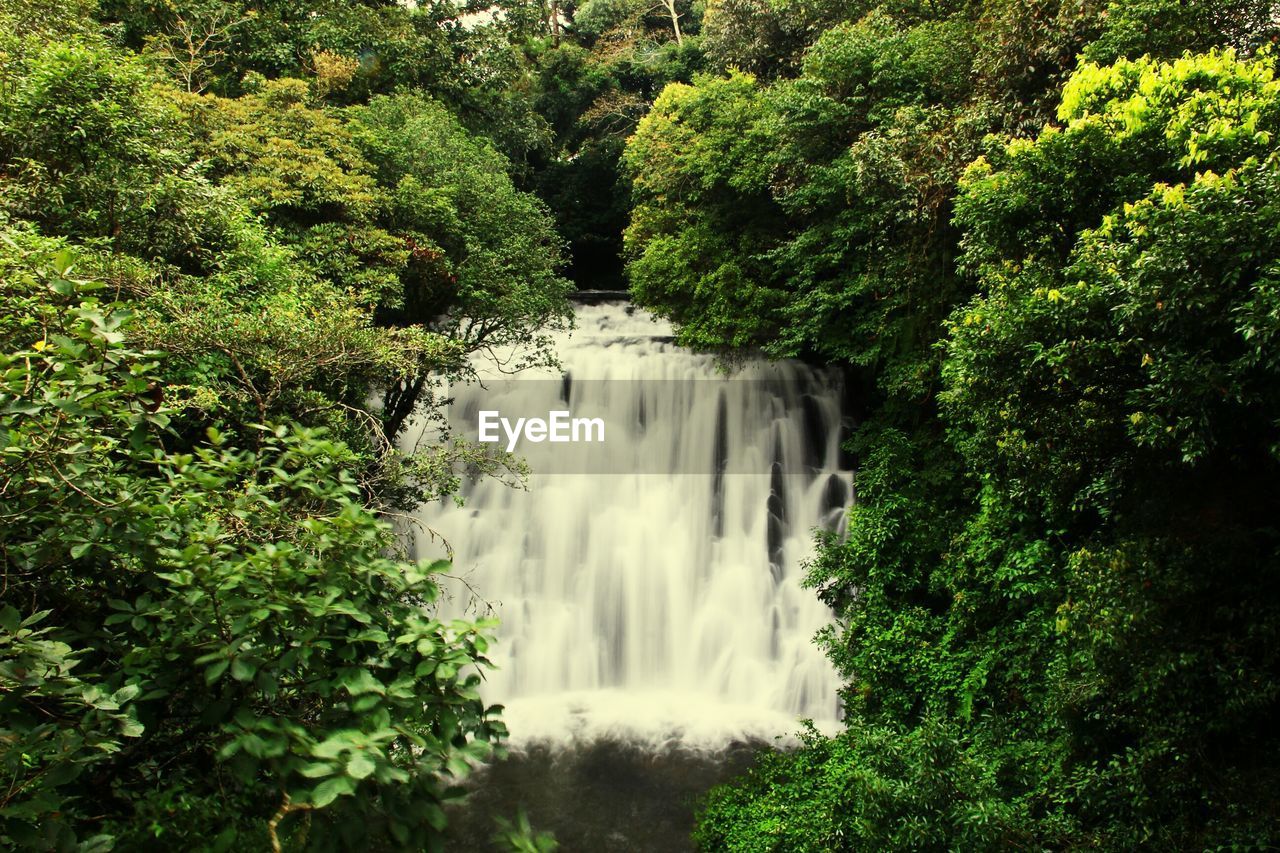 Scenic view of waterfall in forest