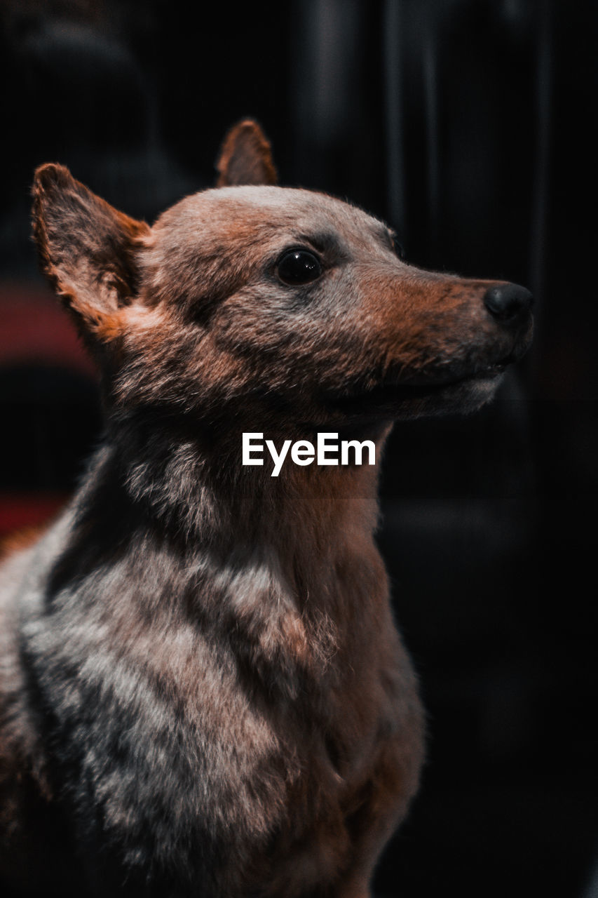 Close-up of a dog looking away