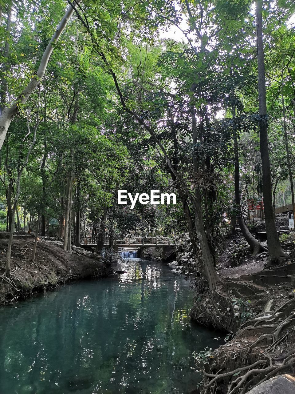 RIVER AMIDST TREES IN FOREST