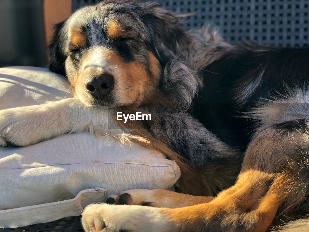 CLOSE-UP OF A DOG SLEEPING