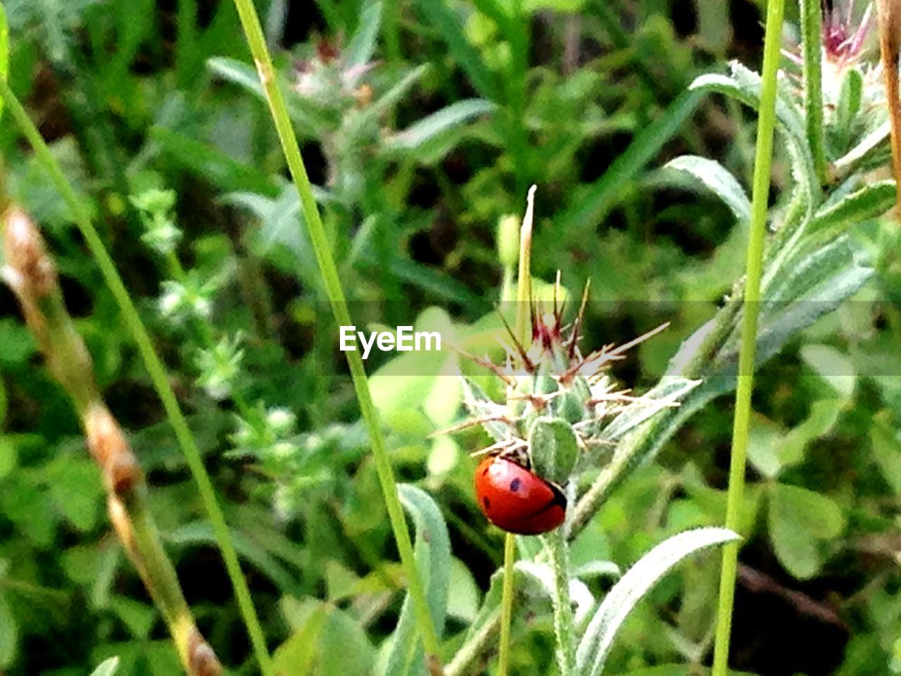 CLOSE-UP OF RED FLOWER