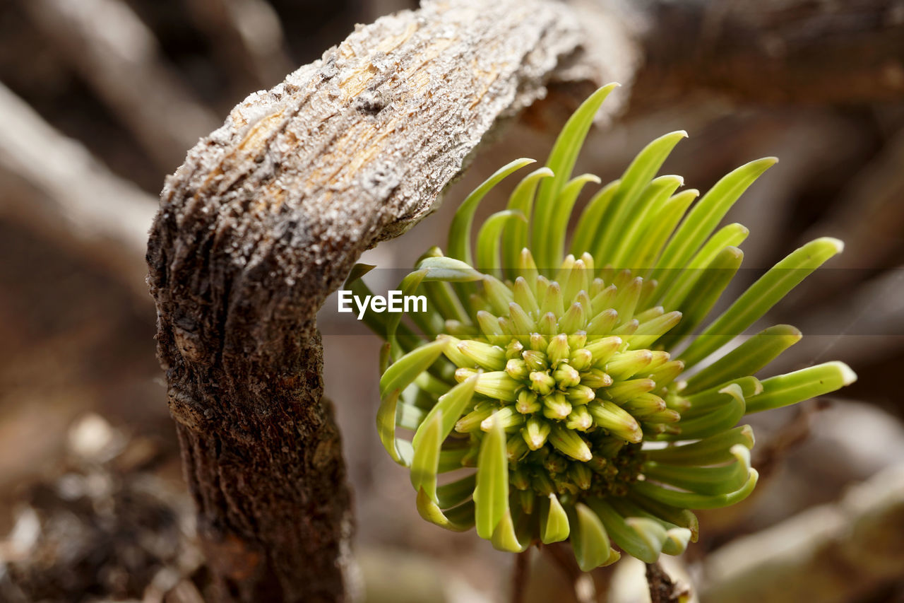 CLOSE-UP OF GREEN PLANT ON FIELD