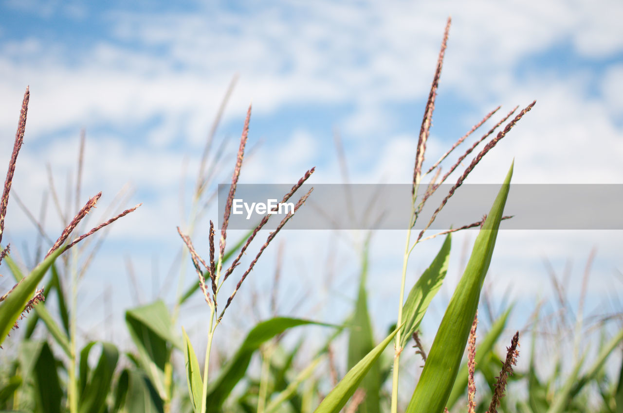 Close-up of wheat growing on field against sky