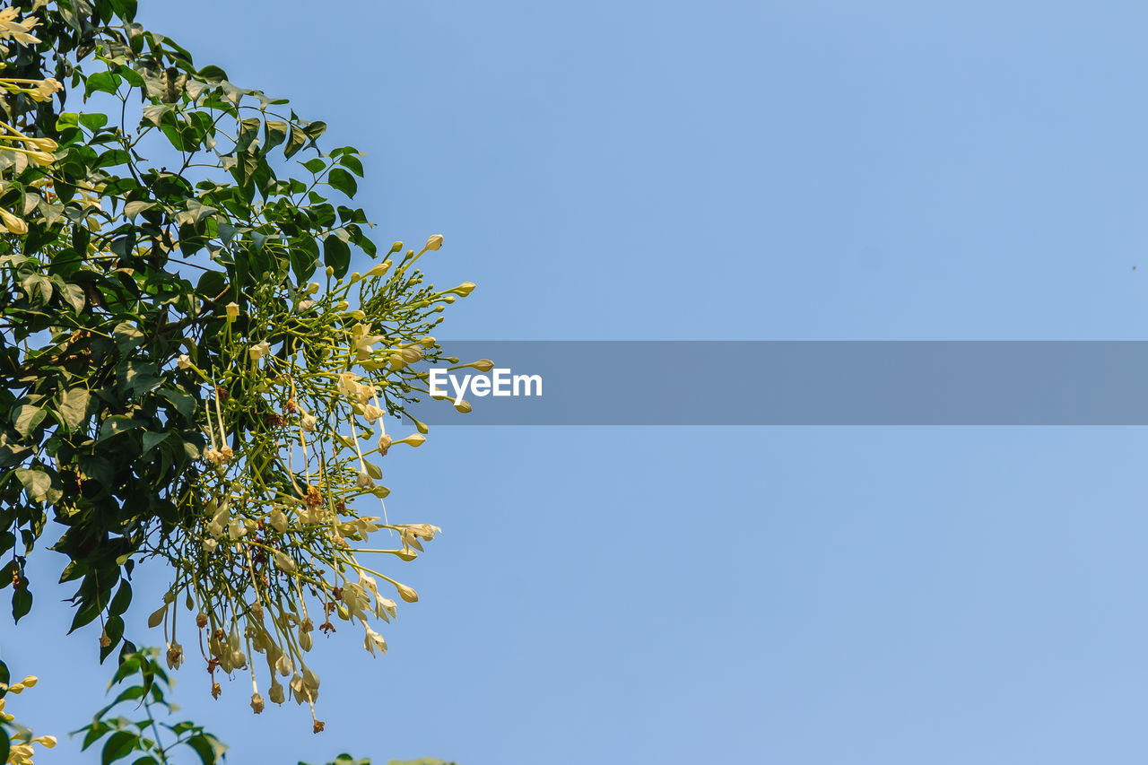 Low angle view of tree against clear blue sky