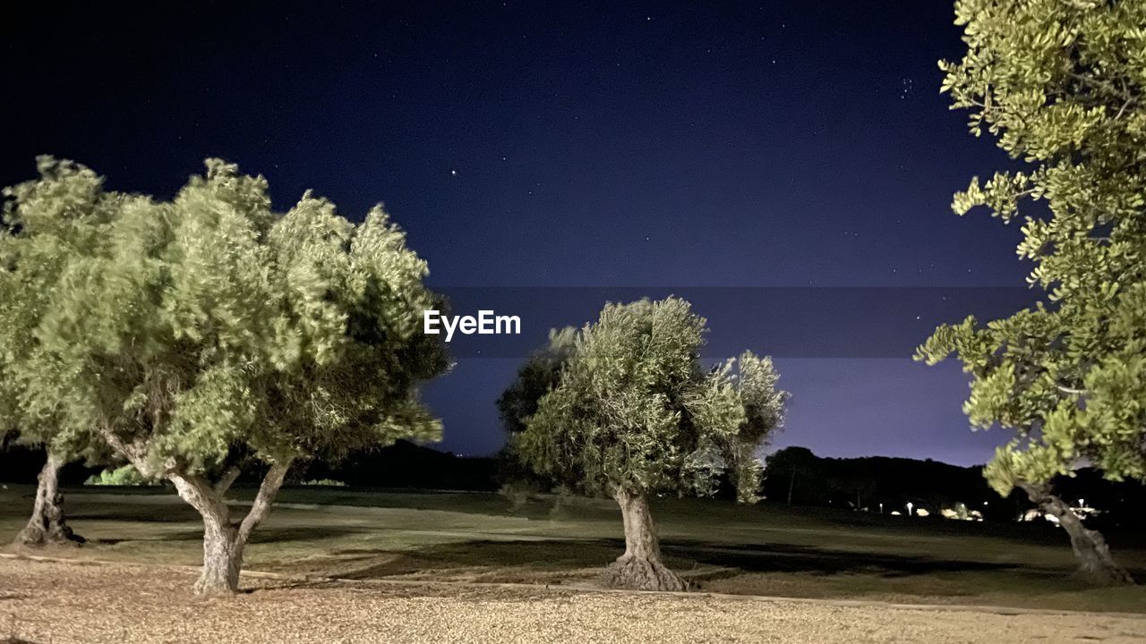 TREES GROWING ON FIELD AGAINST SKY