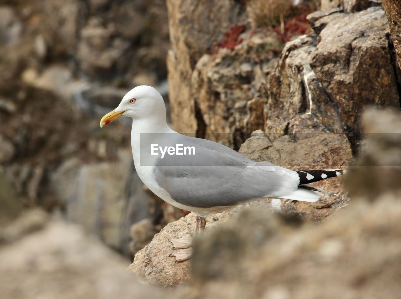 close-up of seagull perching on tree trunk