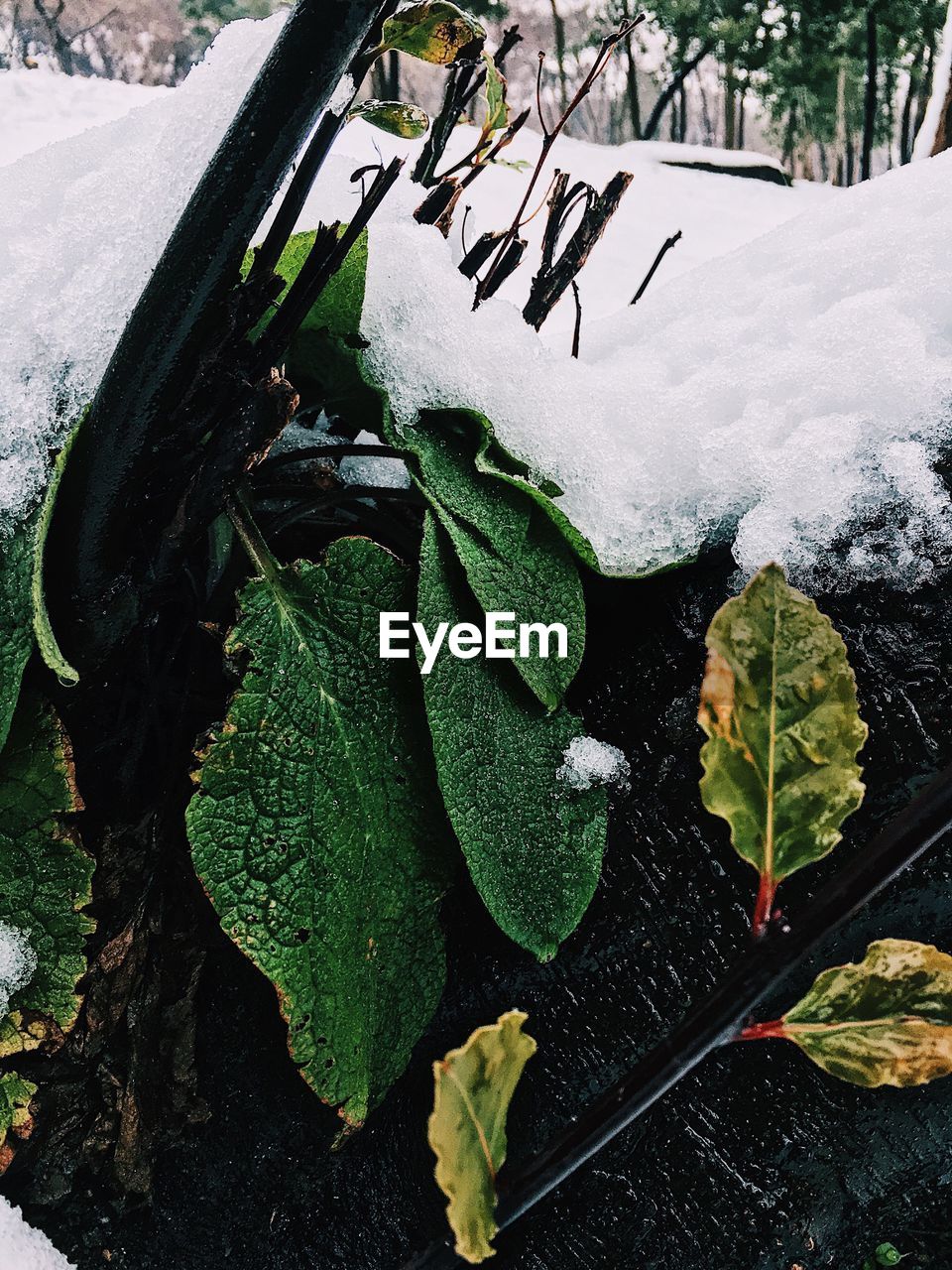 HIGH ANGLE VIEW OF FROZEN PLANT ON FIELD