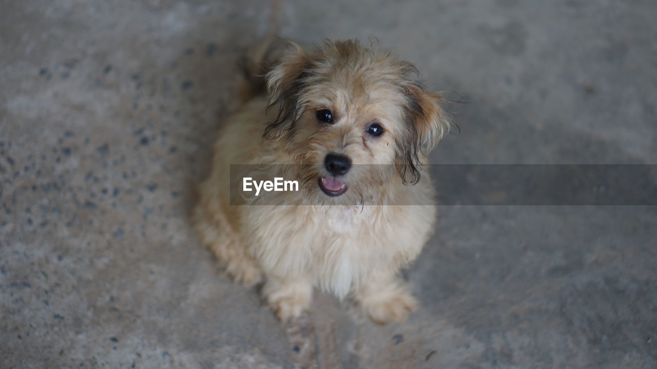 High angle portrait of dog standing outdoors