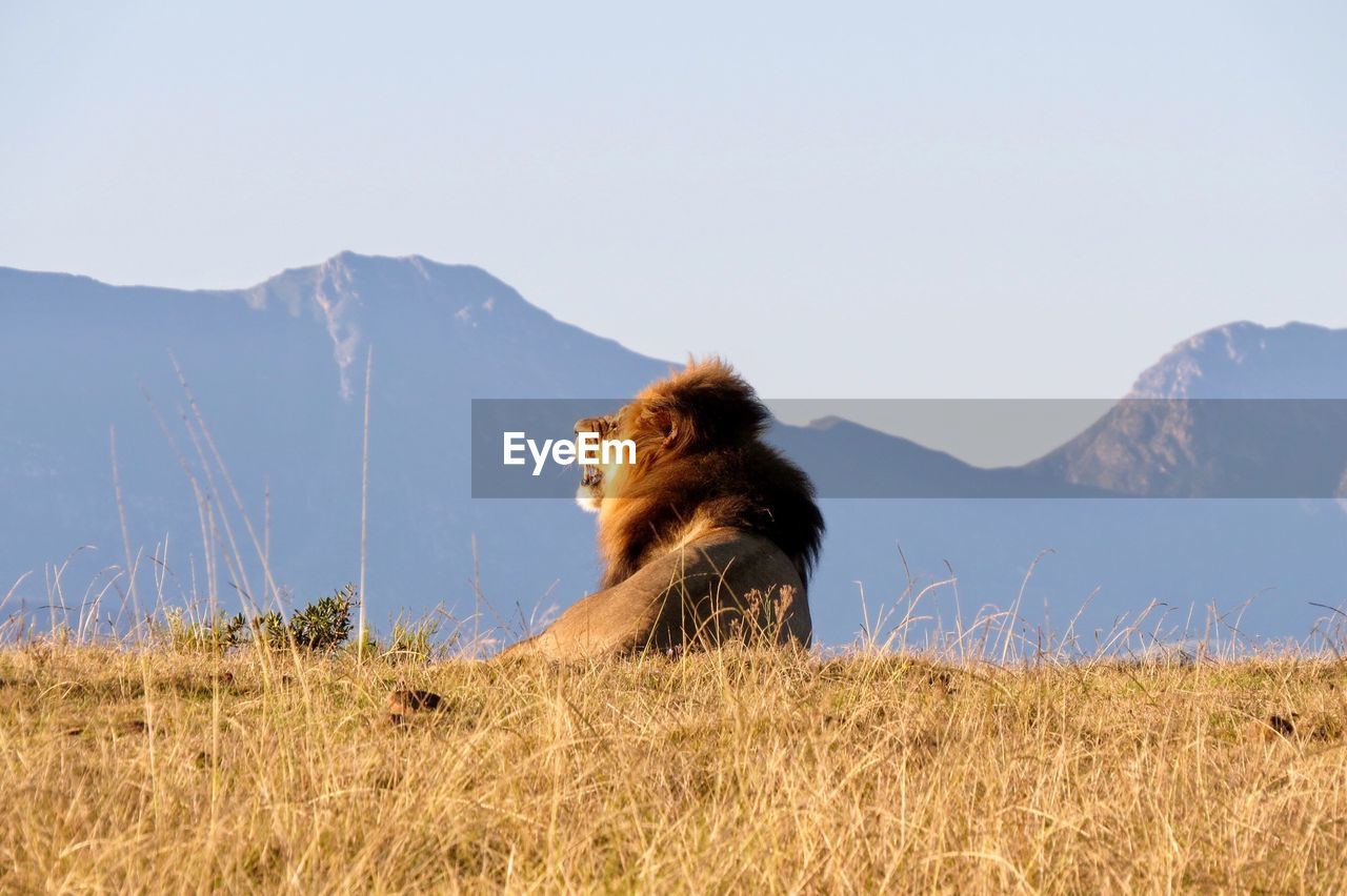 Lion sitting on land against mountains