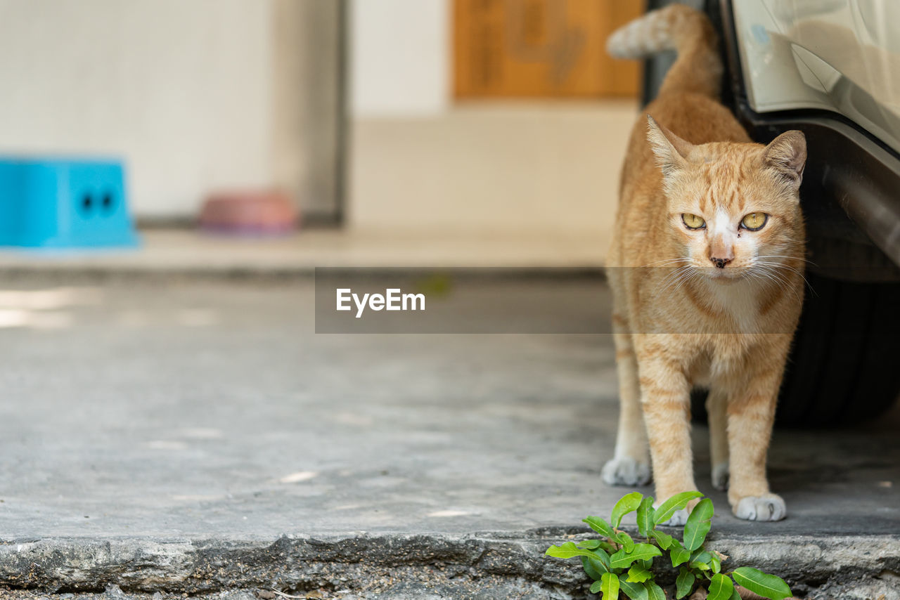 PORTRAIT OF A CAT LOOKING AWAY