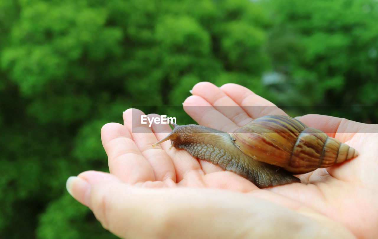 Close-up of hand holding a snail