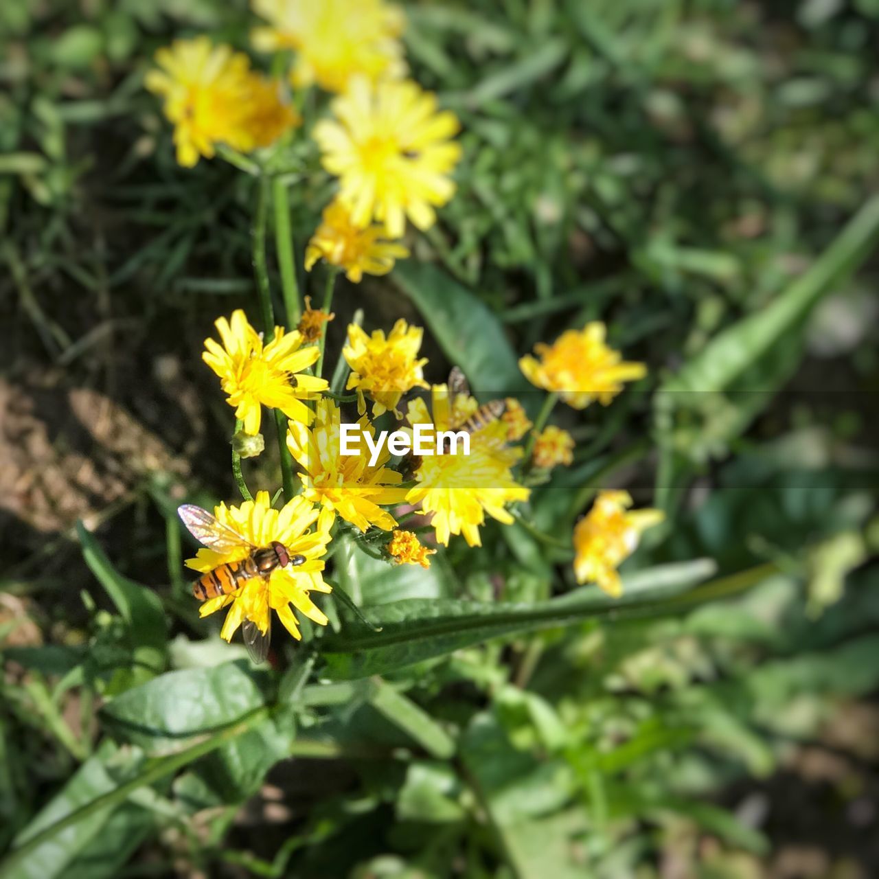 YELLOW FLOWERS BLOOMING OUTDOORS