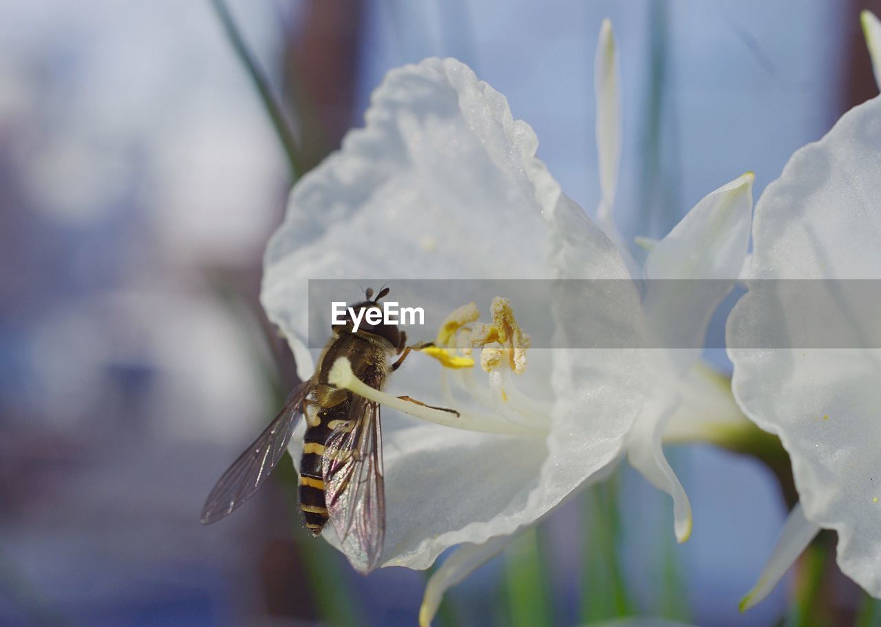 Honeybee collecting pollen from white flower