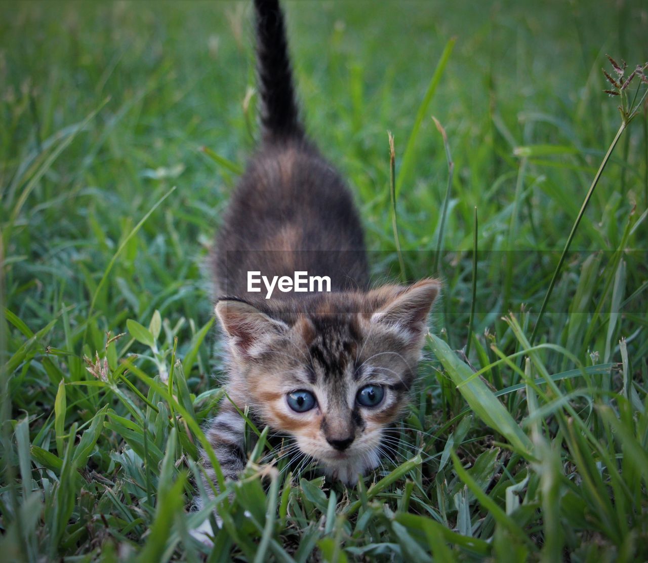 Portrait of kitten on a field