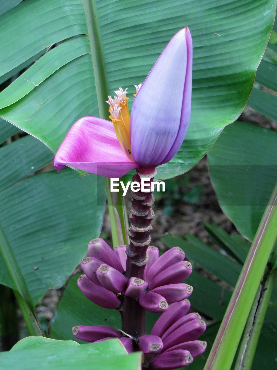 CLOSE-UP OF PINK FLOWER