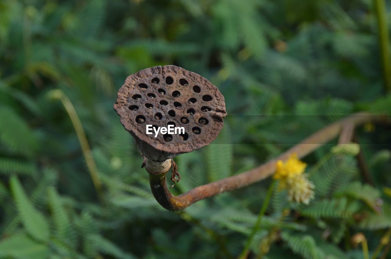 Close-up of dry lotus pod