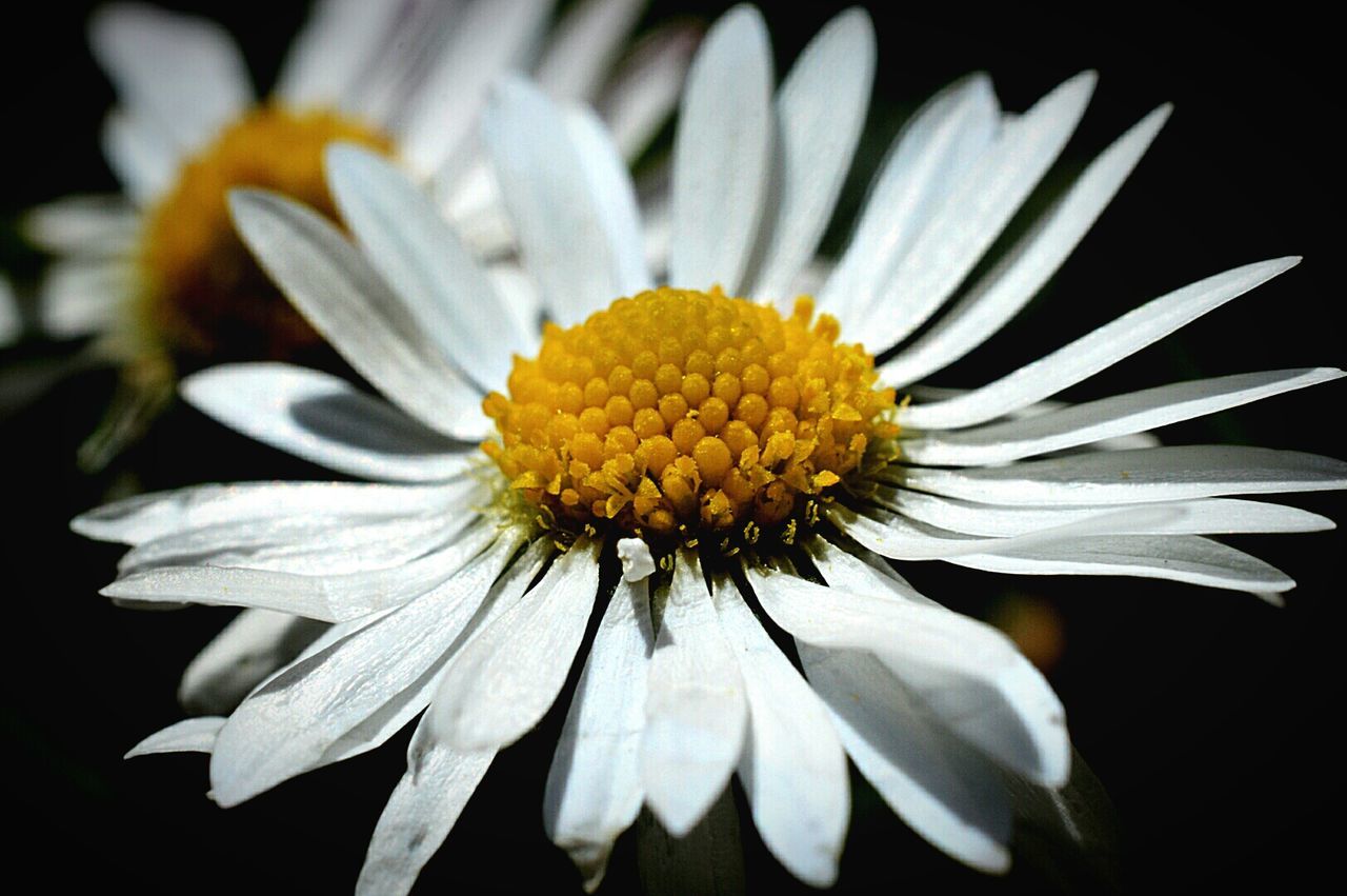 Detail shot of flower over black background