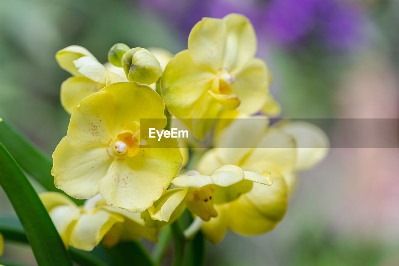 CLOSE-UP OF YELLOW FLOWERS