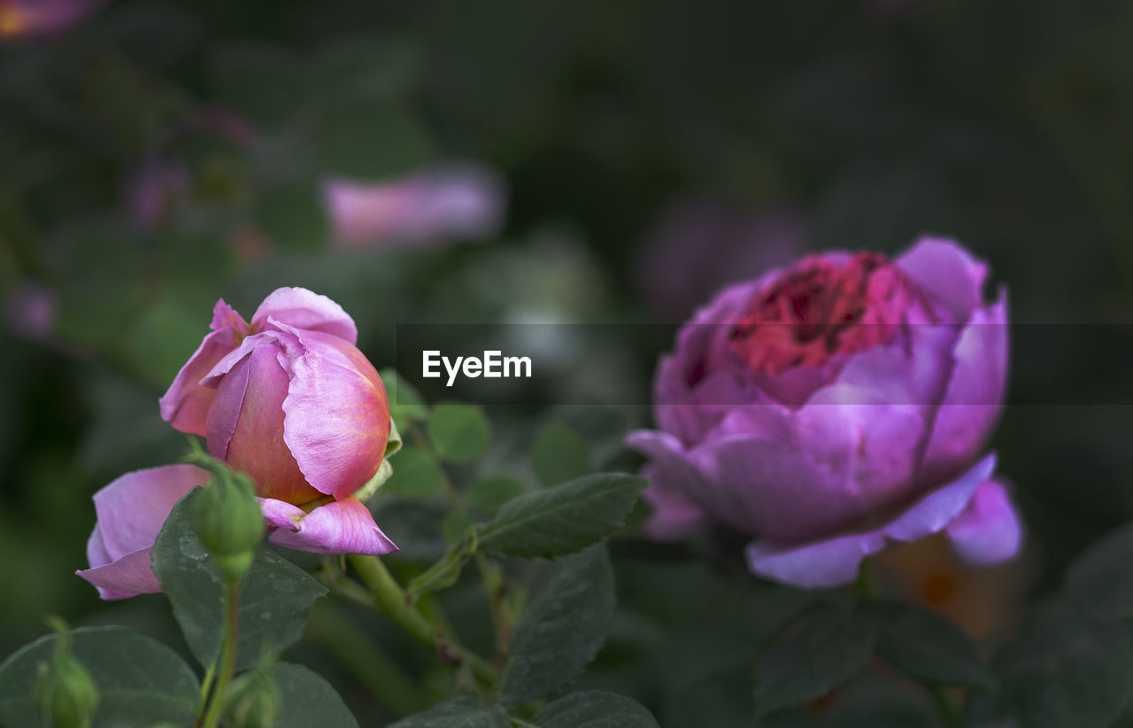 CLOSE-UP OF PINK ROSE PURPLE FLOWER