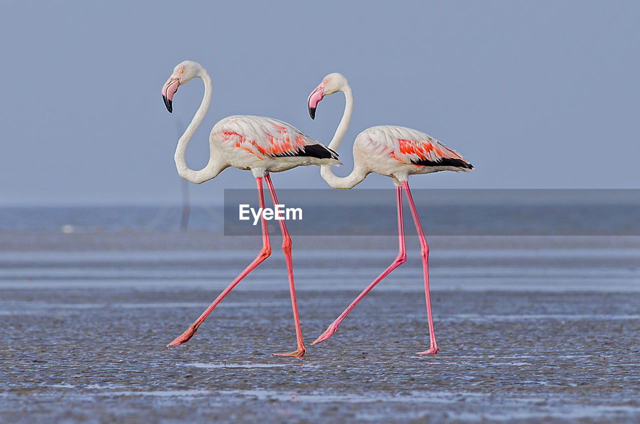 Side view of pelicans at beach against clear sky