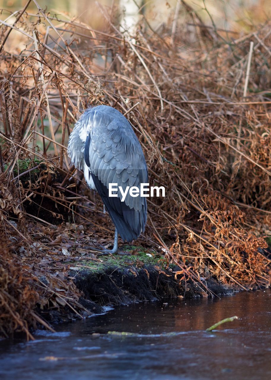 Bird perching amidst plants at lake