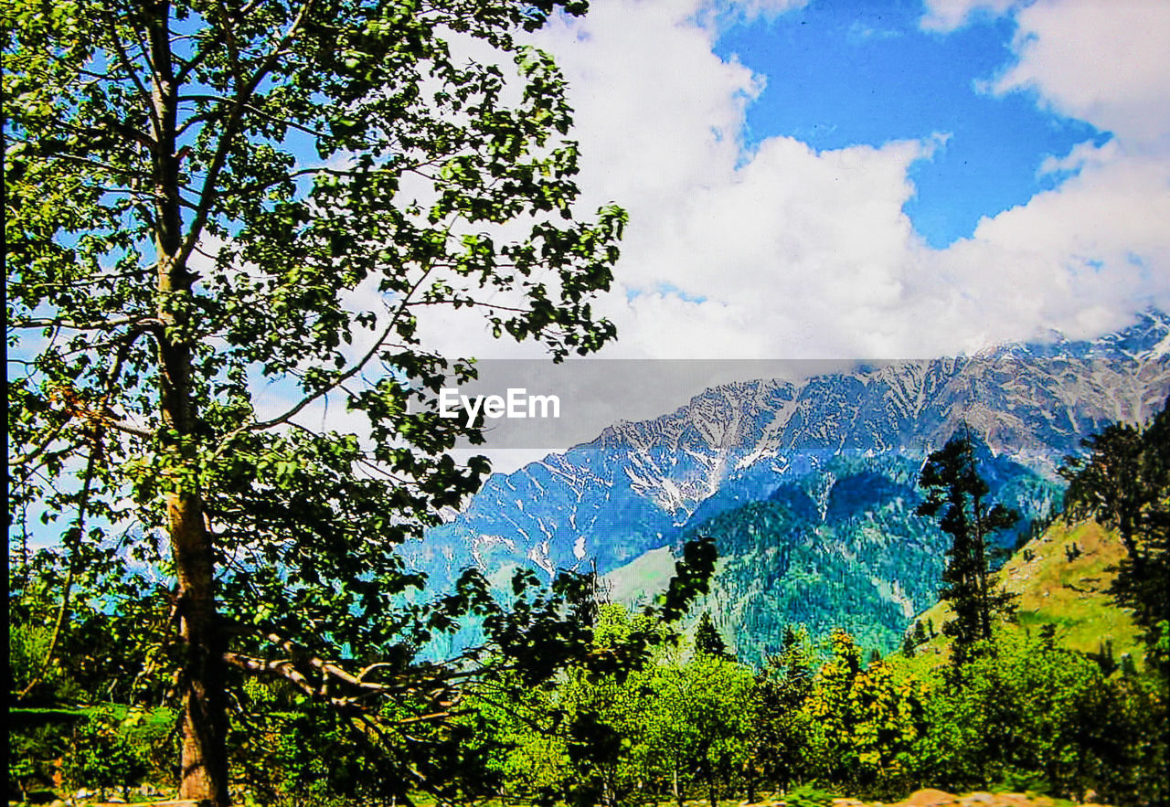 LOW ANGLE VIEW OF TREES AND MOUNTAINS AGAINST SKY