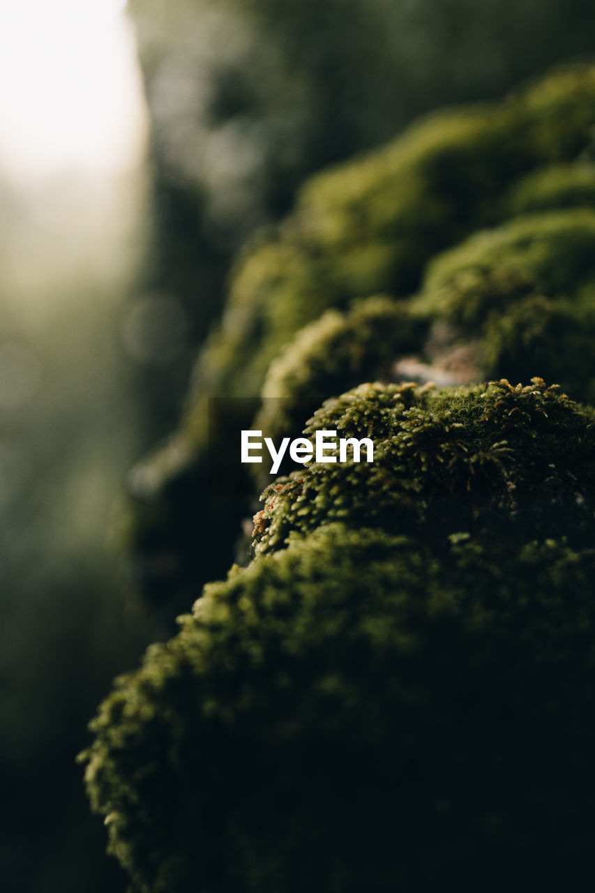 CLOSE-UP OF MOSS ON ROCK