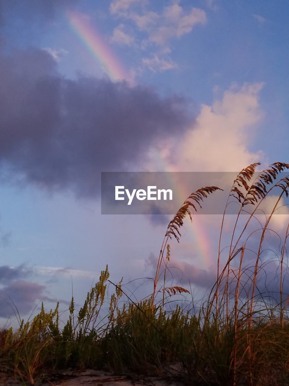 Low angle view of grass against sky