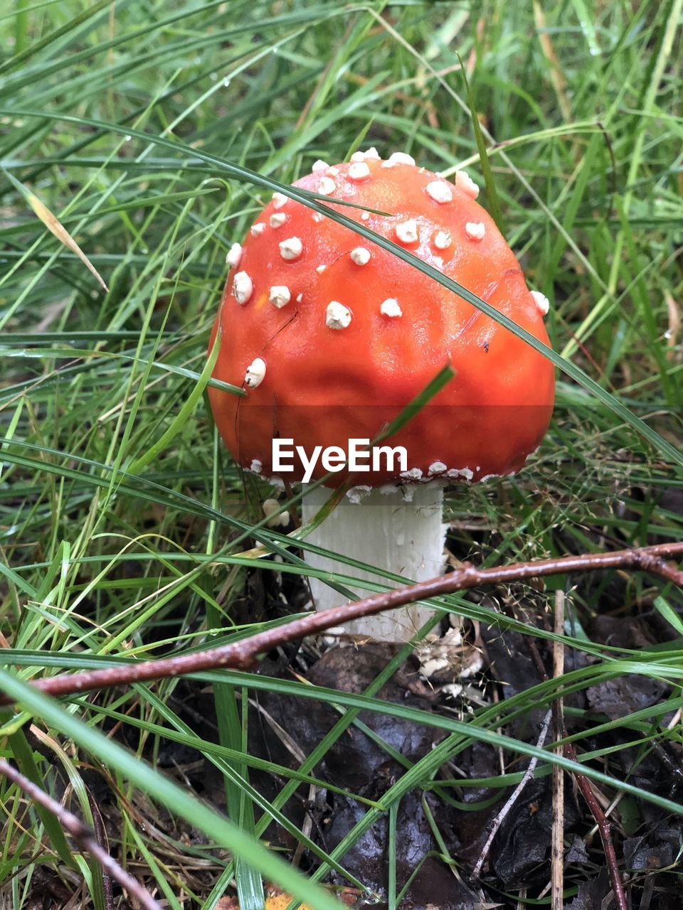 CLOSE-UP OF FLY AGARIC MUSHROOM