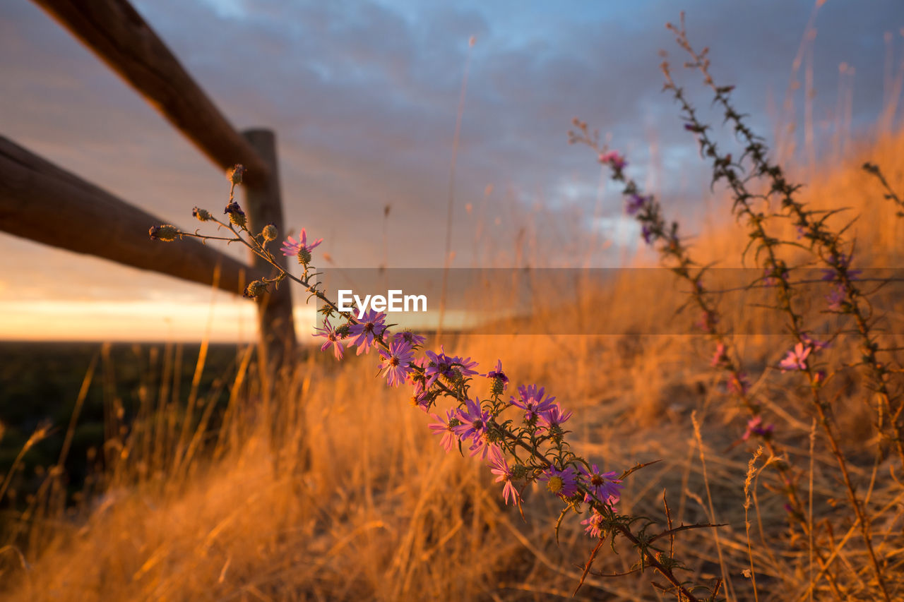 Close-up of wildflowers growing on field against sky