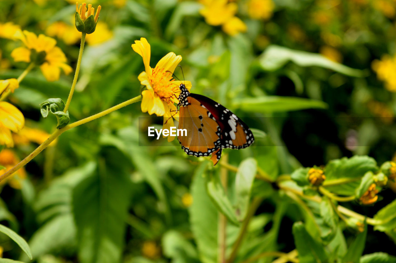 Close-up of butterfly pollinating on yellow flower