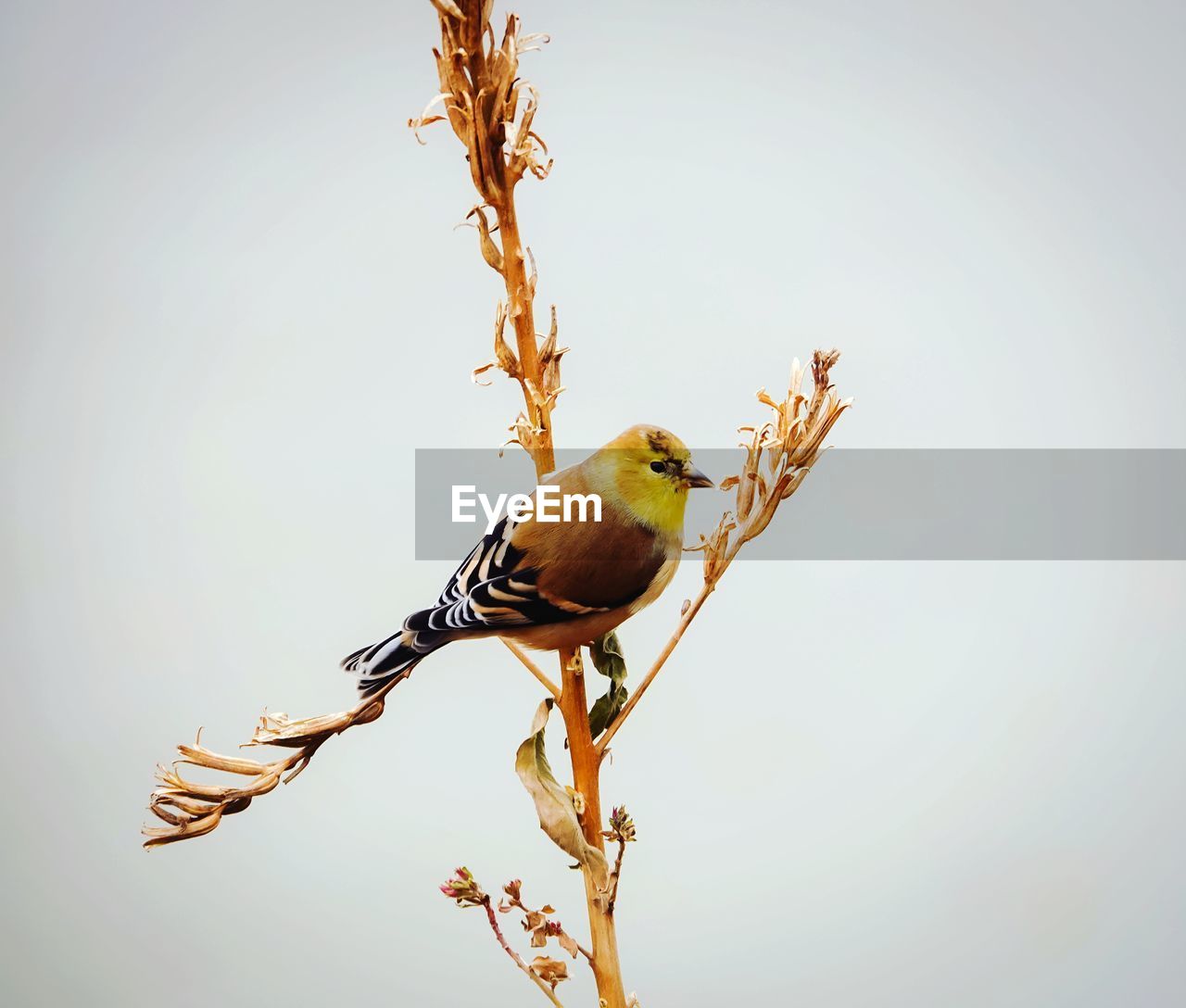 BIRD PERCHING ON BRANCH