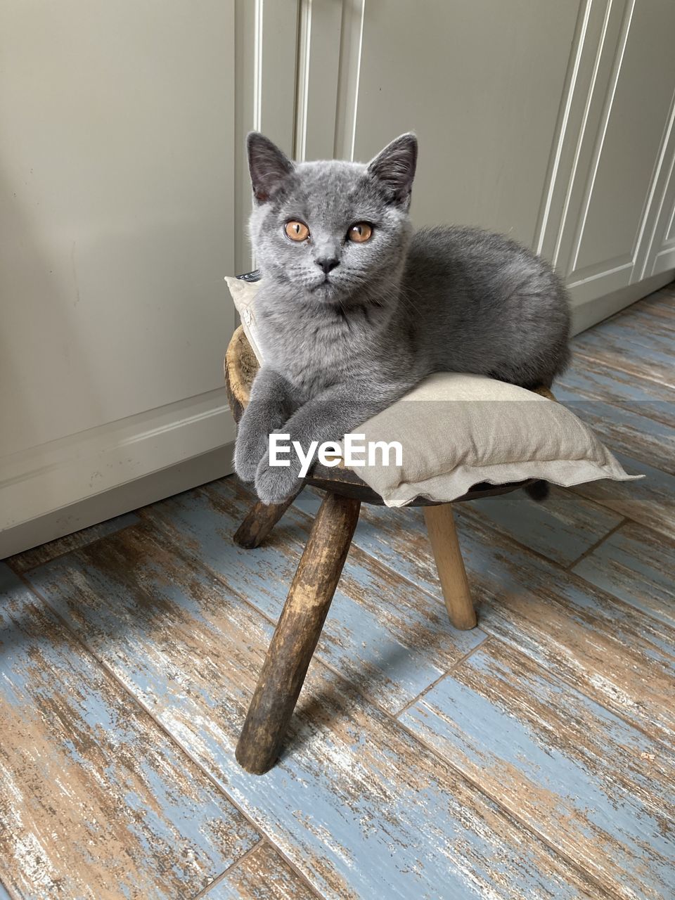 Portrait of cat sitting on hardwood floor