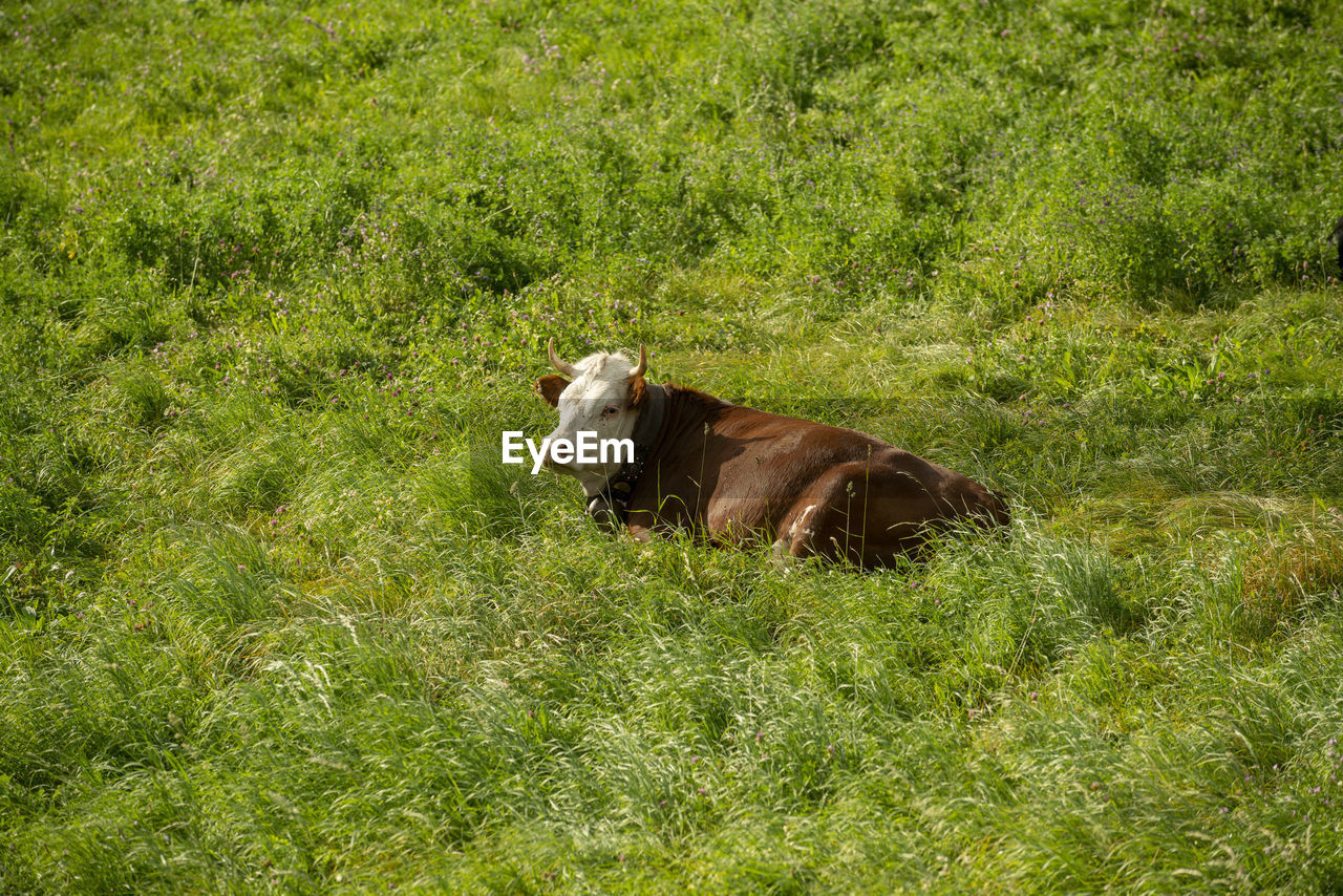 A brown cow lying on a green grass field