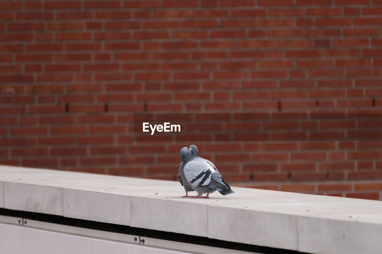 Pigeons kissing on retaining wall