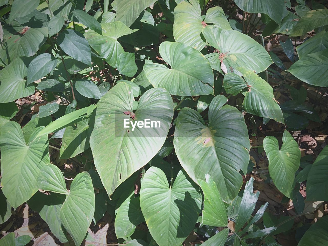 High angle view of plants growing on field