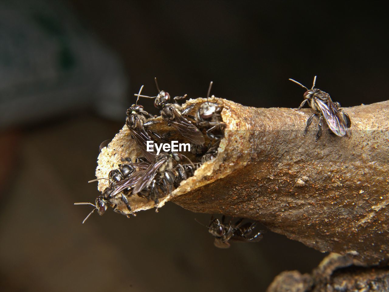 Close-up of stingless bees on nest