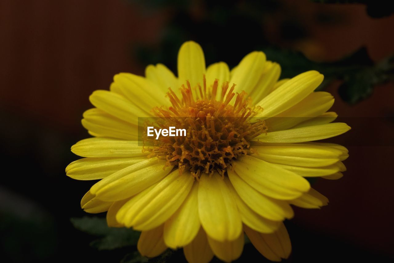 CLOSE-UP OF YELLOW FLOWER BLOOMING