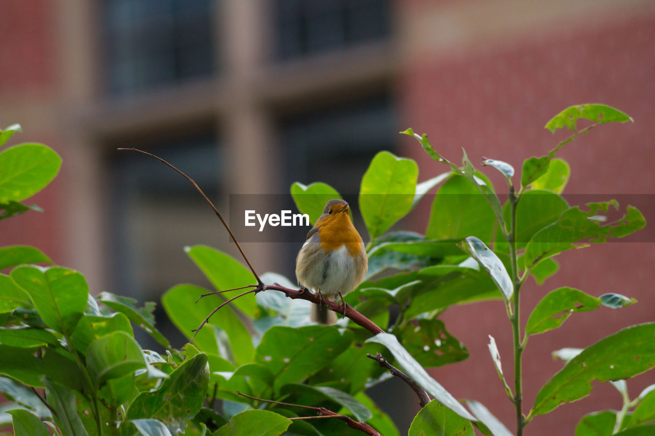 Robin perching on plant against building in background