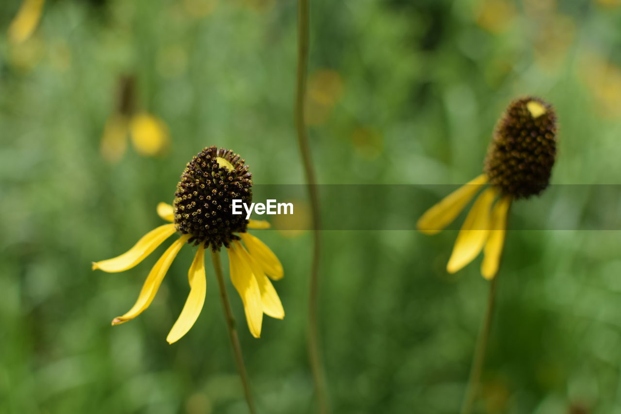 Close-up of sunflower blooming outdoors