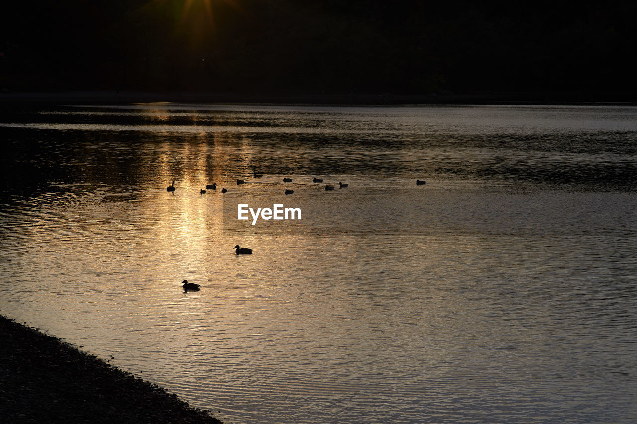 Birds swimming in lake during sunset