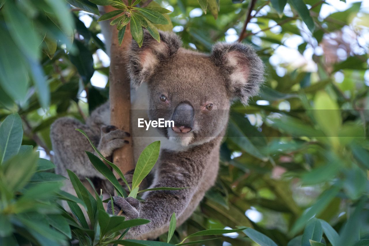 Low angle view of koala on lime tree
