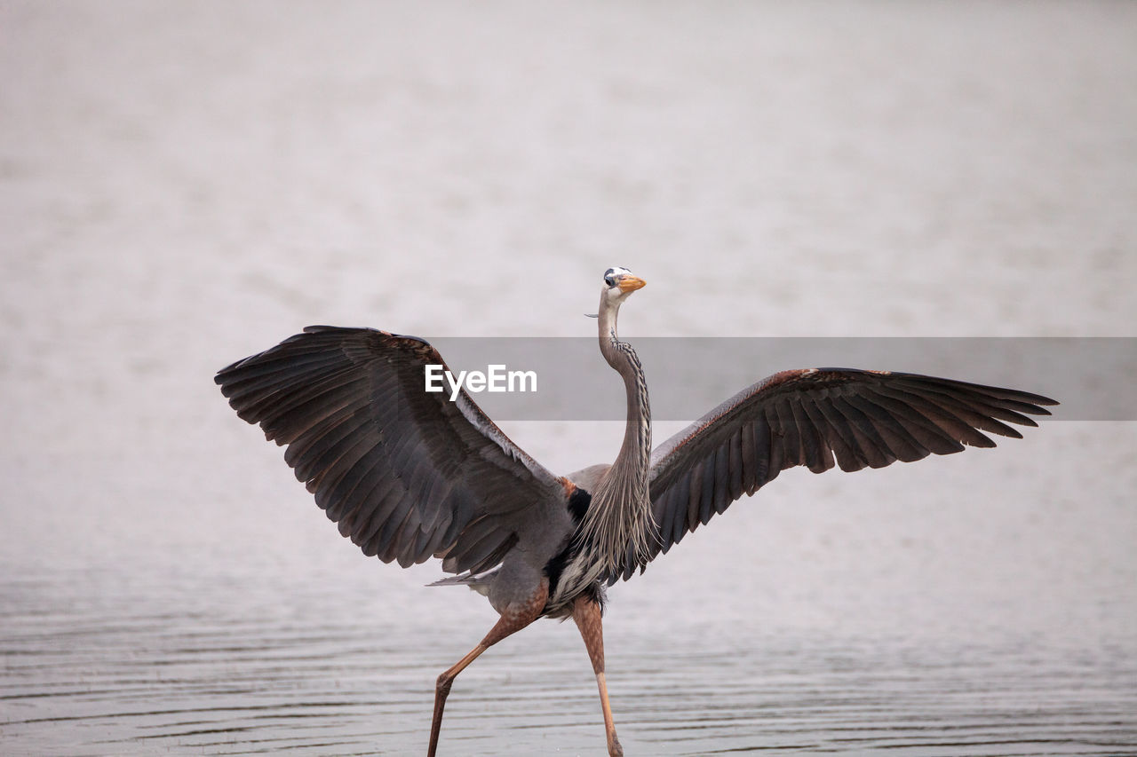 Spread wings of a great blue heron ardea herodias in an estuary before tigertail beach 