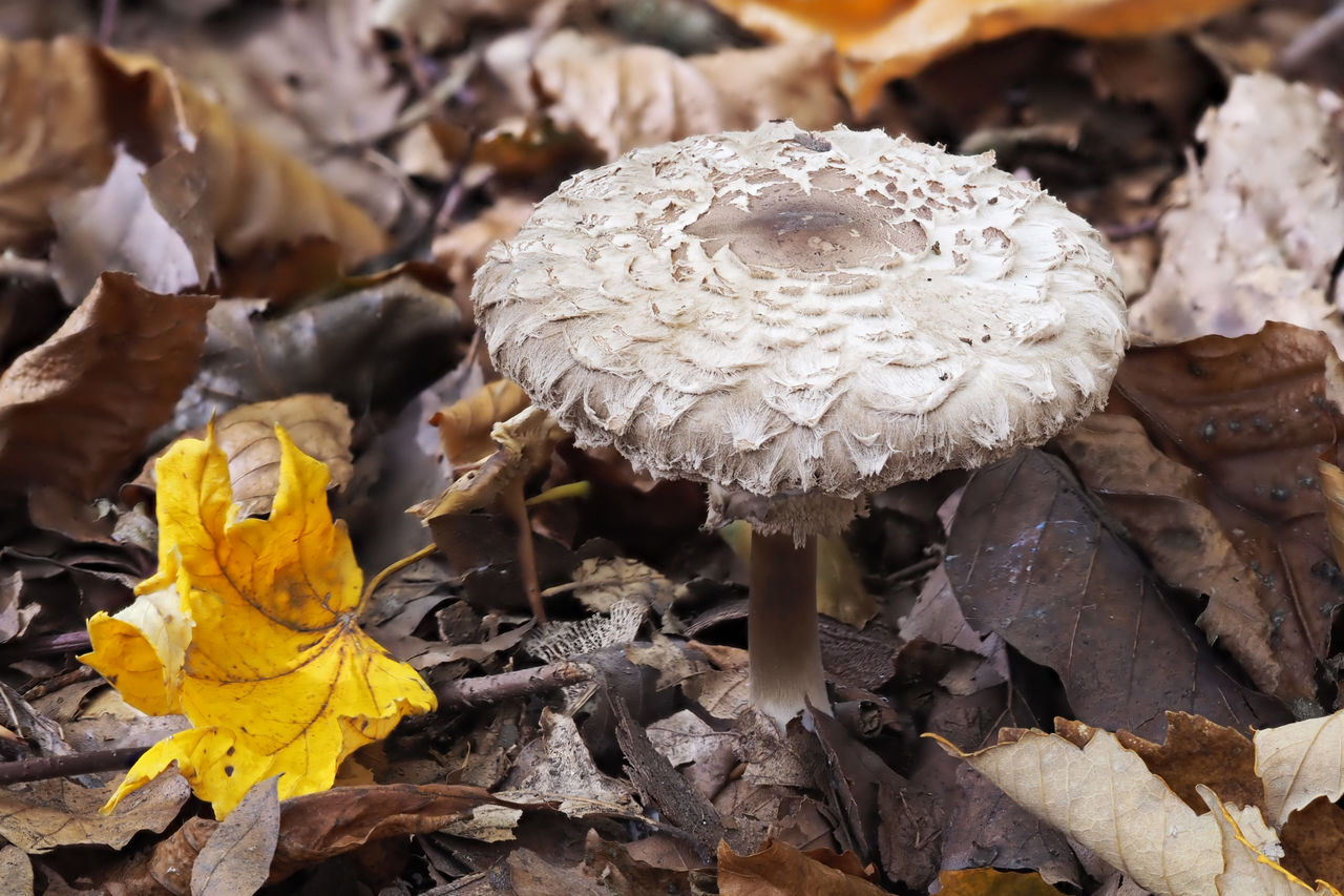 Close-up of mushrooms