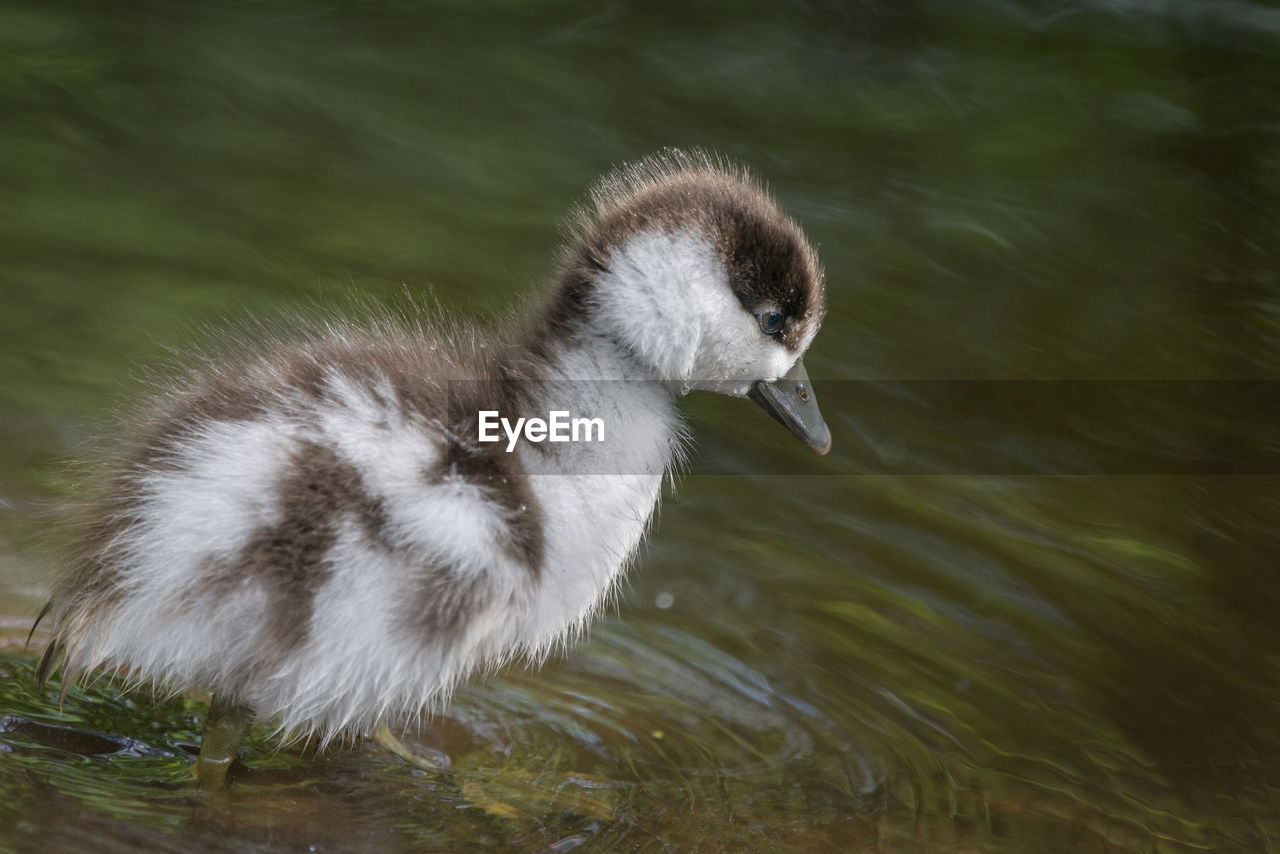 Close-up image of a cute fluffy paradise duckling wandering into the water.