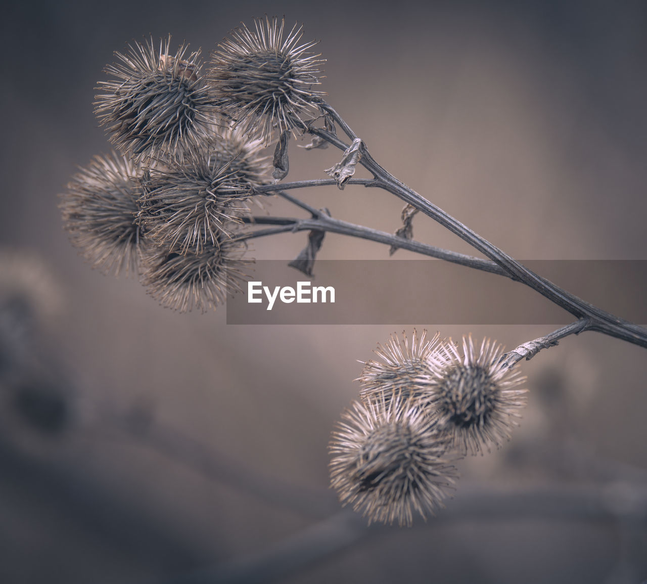 CLOSE-UP OF DRIED PLANT