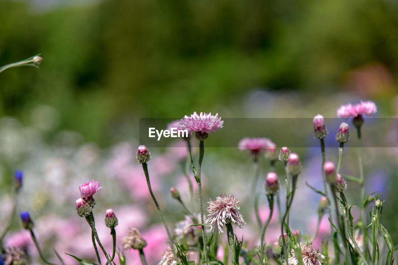 CLOSE-UP OF PINK FLOWERING PLANTS IN SUNLIGHT