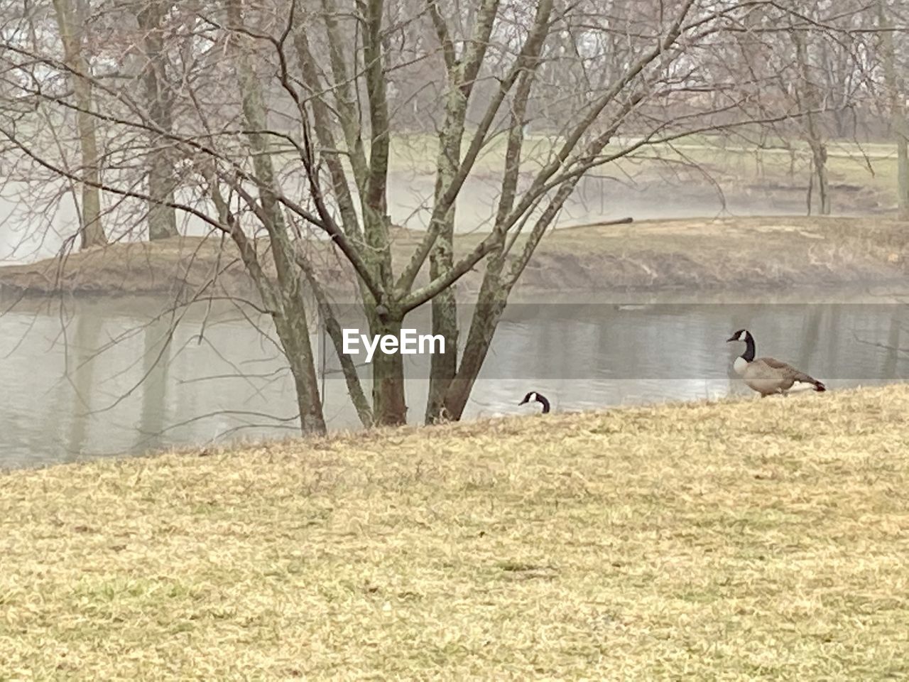 VIEW OF BIRDS ON LAKE